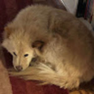 Meet your Posher, Cassandra